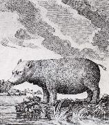 hippopotamus,flodhasten eller sjokon,som den ocksa kallades